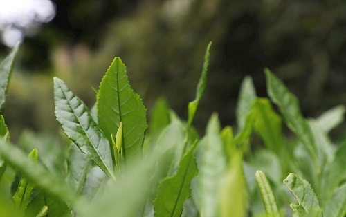 茶葉大國應用，土壤養(yǎng)分檢測儀可以對茶葉合理施肥有何等指導作用？