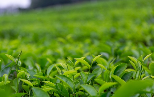 土壤溫濕度儀助推傳統(tǒng)茶產(chǎn)業(yè)優(yōu)質(zhì)發(fā)展，指導灌溉作業(yè)