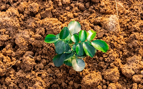 土壤溫度對植物的重要性！土壤溫度計專業(yè)分析