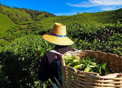 茶園里面的土壤應(yīng)該如何檢測(cè)？利用土壤儀器對(duì)茶園土壤的有效管理