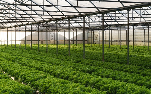 應用土壤EC計改良大棚土壤，蔬菜品質有保障